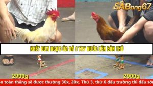 Trận 14 Bồ Gà CPC5 15/6/2025