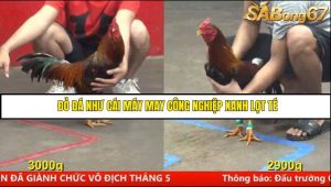 Trận 19 Bồ Gà CPC5 15/6/2025