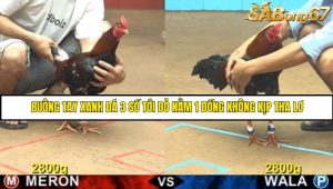 Trận 2 Bồ Gà CPC4 15/6/2025