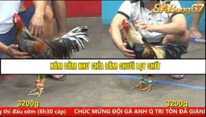 Trận 21 Bồ Gà CPC5 15/6/2025