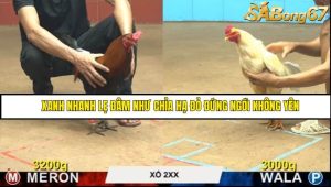 Trận 22 Bồ Gà CPC4 15/6/2025