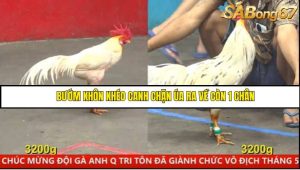 Trận 24 Bồ Gà CPC5 15/6/2025