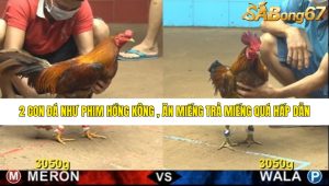 Trận 30 Bồ Gà CPC4 14/6/2025