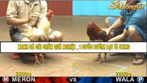 Trận 31 Bồ Gà CPC4 14/6/2025