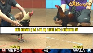 Trận 32 Bồ Gà CPC4 14/6/2025