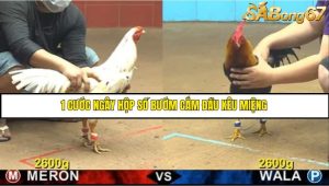 Trận 34 Bồ Gà CPC4 14/6/2025