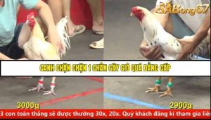 Trận 7 Bồ Gà CPC5 14/6/2025