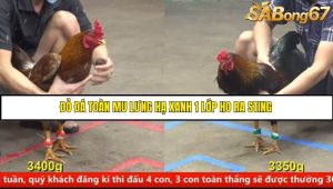 Trận 7 Bồ Gà CPC5 15/6/2025