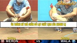 Trận 8 Bồ Gà CPC4 15/6/2025
